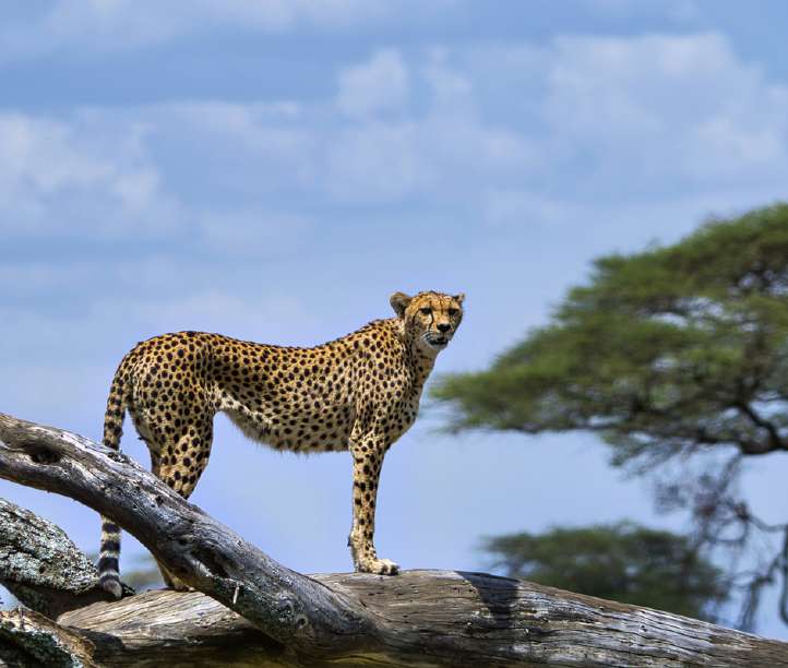 Ngorongoro